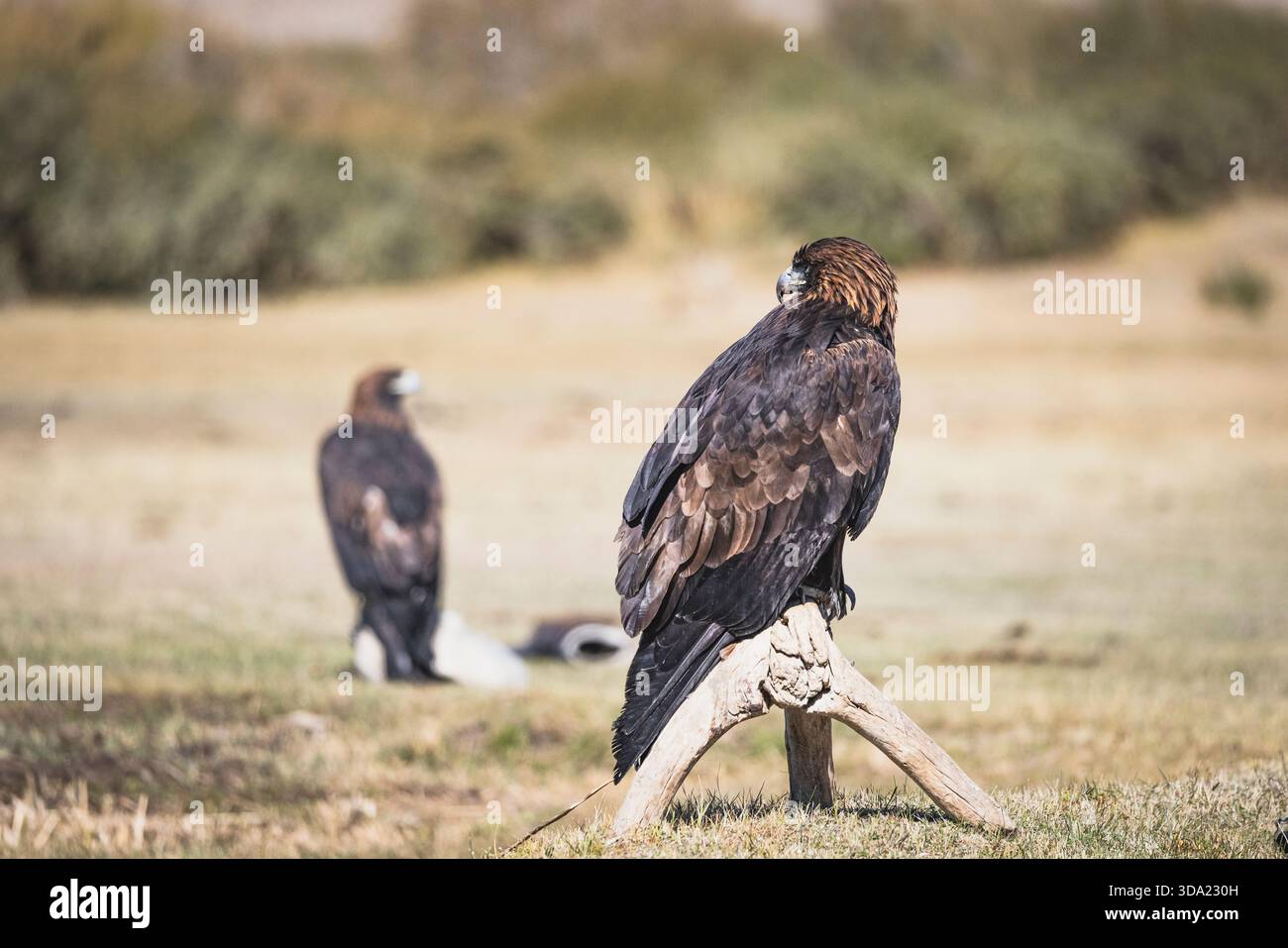 Aquila d'oro, usata nella caccia dai cacciatori di aquile. Foto Stock