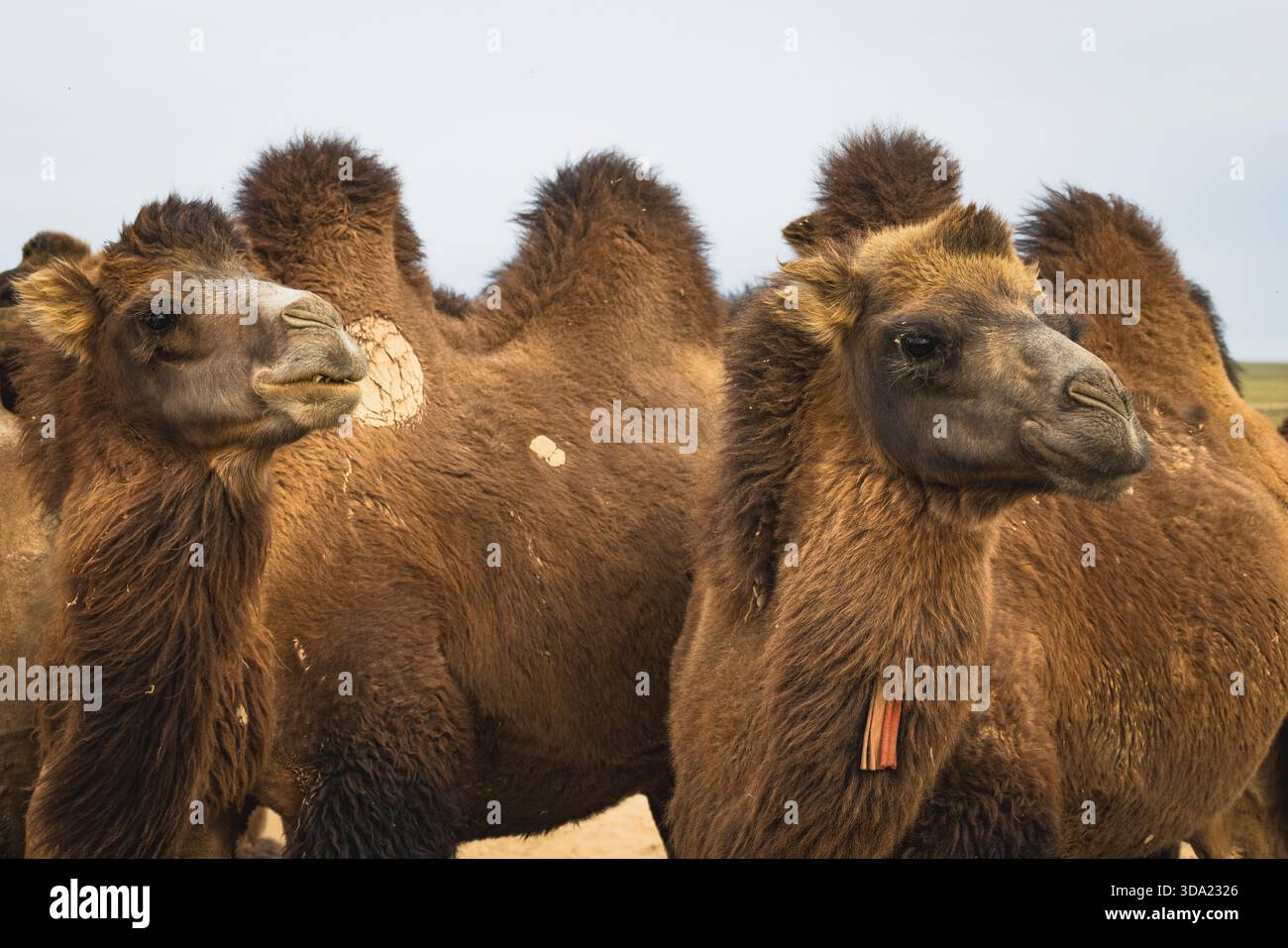 Cammelli provenienti dall'area del deserto del Gobi nel loro ambiente naturale Foto Stock