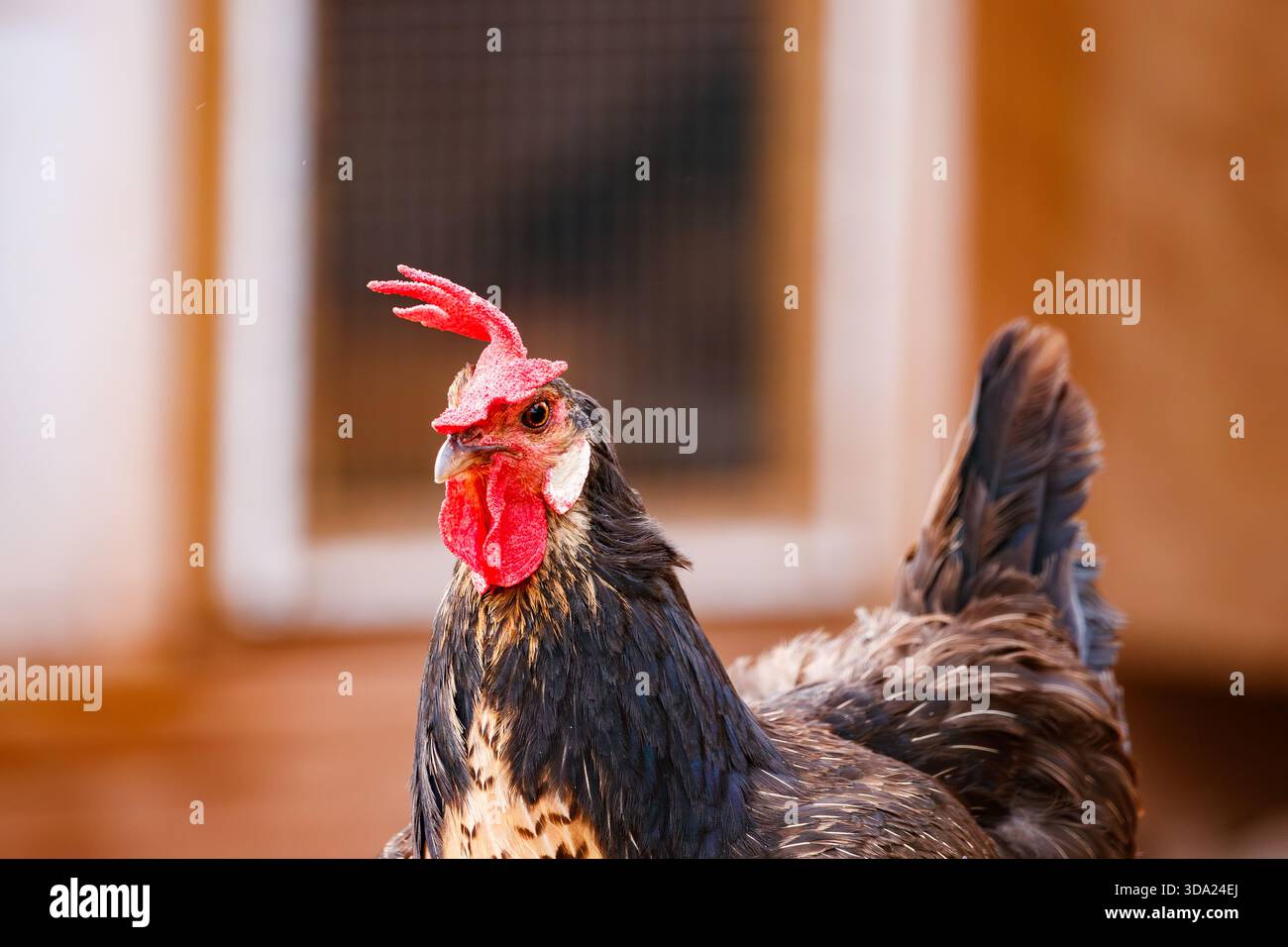 Penna nera con pettine rosso Foto Stock