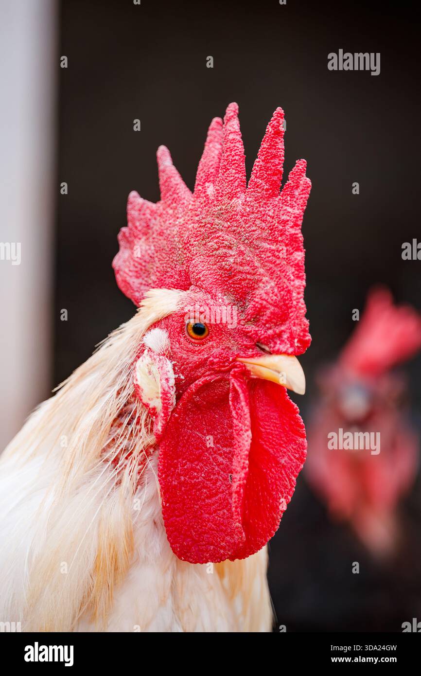 Elegant White Rooster nel profilo Foto Stock