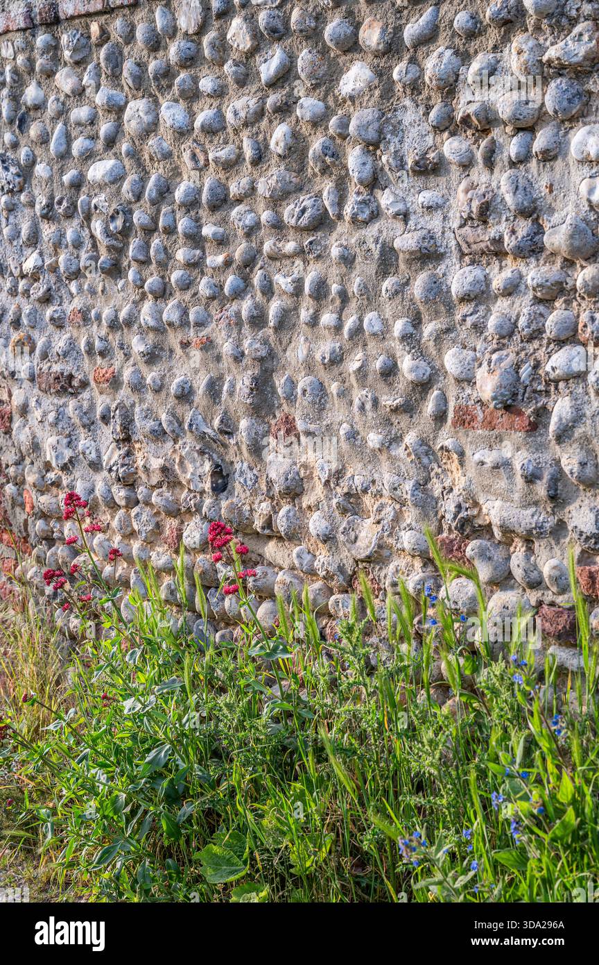 Costruzione locale di muri in pietra focaia in estate, Norfolk Foto Stock