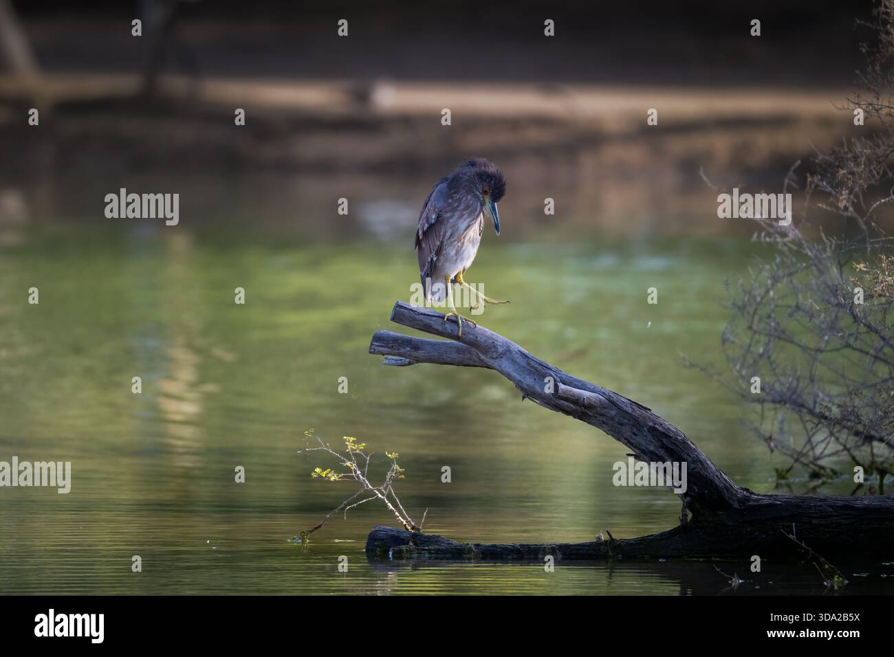 Un giovane e solitario airone notturno coronato da Nera arroccato su un ramo sopra un lago calmo, osservando con attenzione il suo piede. Ideale per la fauna selvatica, il comportamento degli uccelli, n Foto Stock