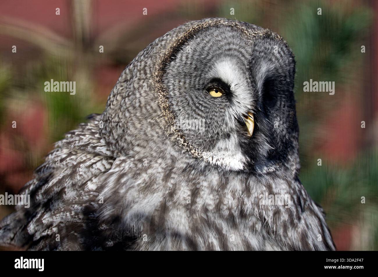 Vista ravvicinata ad angolo del Great Grey Owl allo zoo di Chester, Upton-by-Chester, Cheshire, Inghilterra. Regno Unito Foto Stock