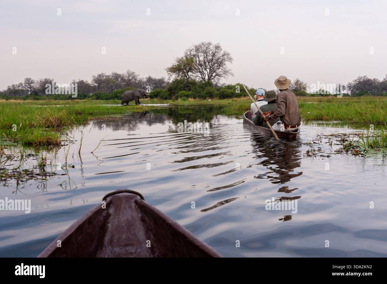 Gruppo di fotografi che si avvicinano a un elefante con una guida naturalistica sui mokoros vicino a Khwai in Botswana Foto Stock