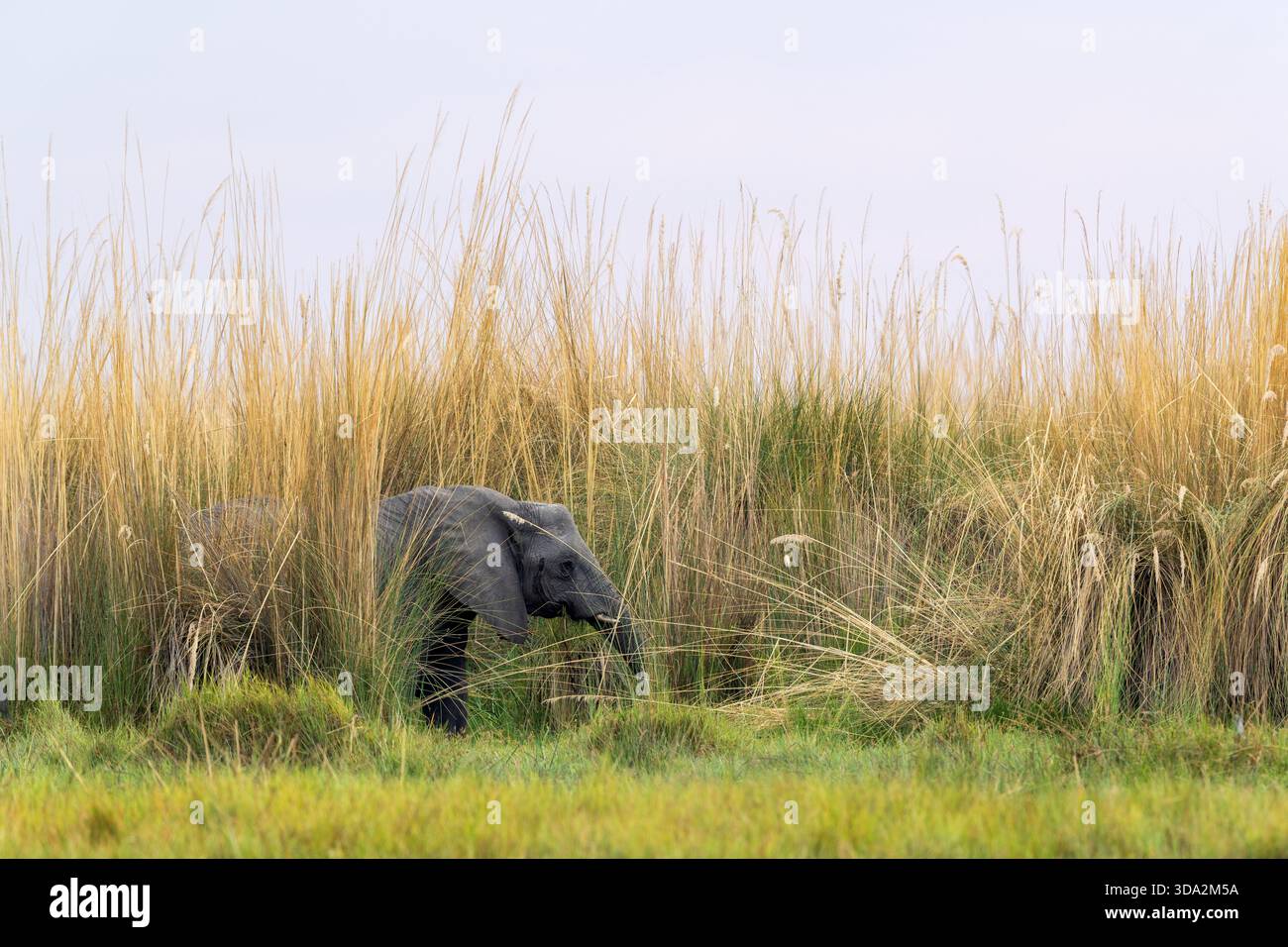 Grande elefante africano nel mezzo dell'erba Napier alta o dell'erba elefante durante una giornata calda nel delta dell'Okavango nella riserva di Moremi, in Botswana Foto Stock