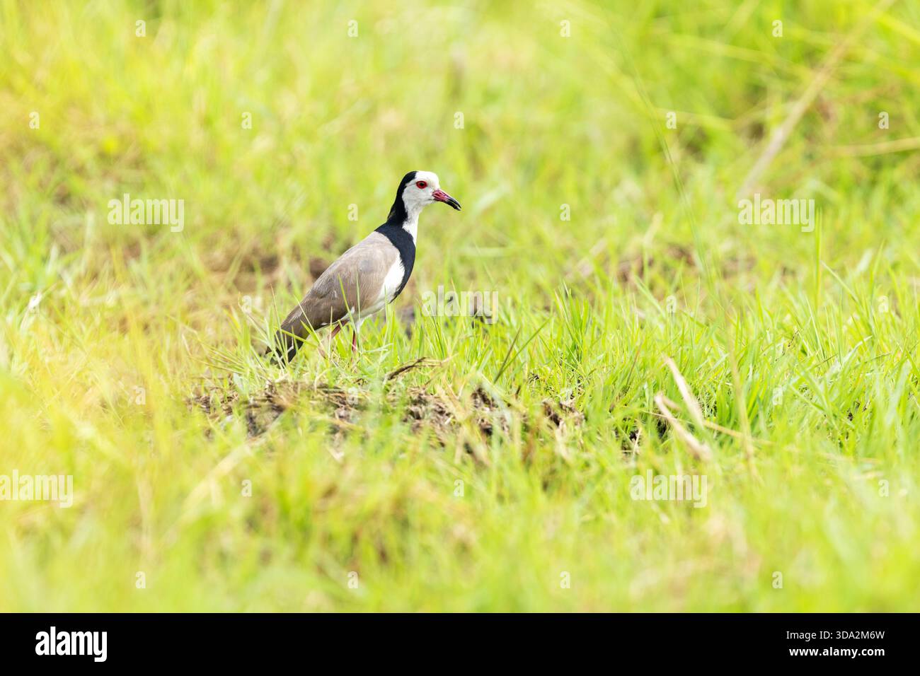 Lapwing a punta lunga ferma su una rigogliosa riva del fiume nel delta dell'Okavango, la riserva di Moremi in Botswana Foto Stock
