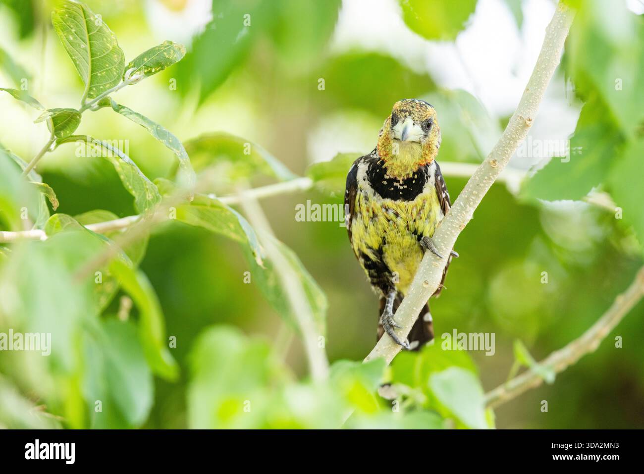 Primo piano di un colorato barbet creste arroccato nel mezzo di una macchia verdastra nel delta dell'Okavango nella riserva di Moremi, in Botswana Foto Stock