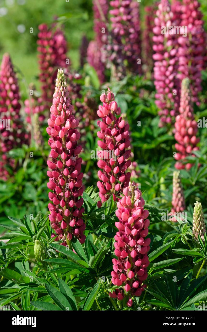 Lupino il mio castello, il mio castello lupino, densa racma di fiori di rosa profumati e duschi Foto Stock