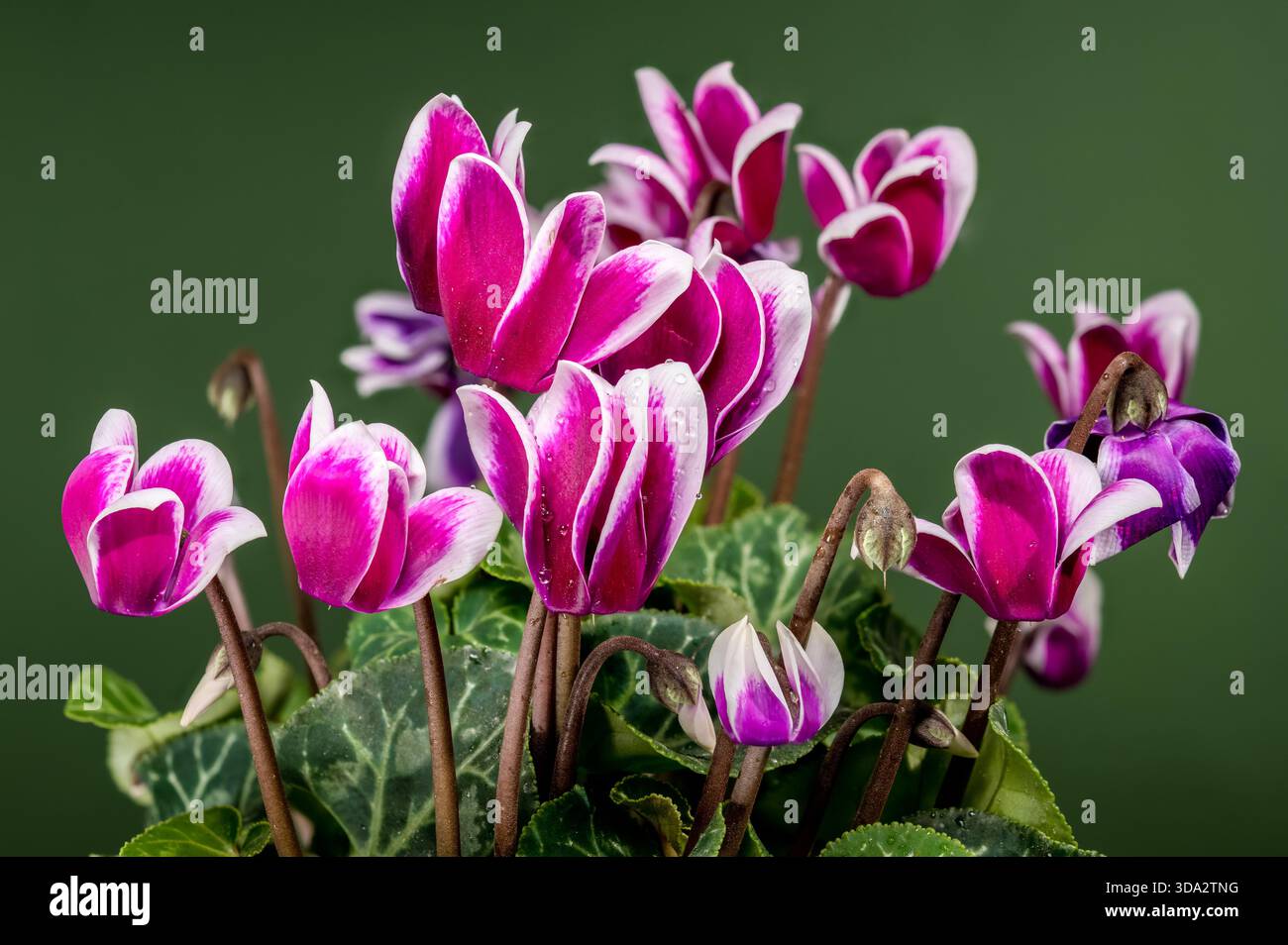 Primo piano di bellissimi fiori magenta e ciclamini bianchi che fioriscono da una pentola. Studio ha girato su uno sfondo verde scuro e solido. Perfetto per il giardinaggio e il design degli interni Foto Stock