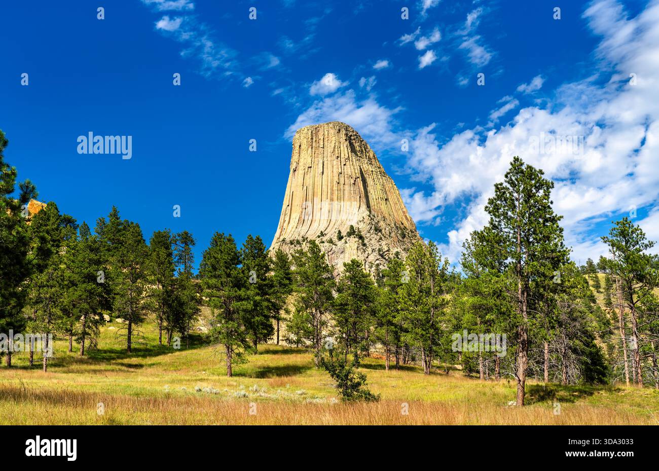 L'imponente formazione rocciosa ignea della Devils Tower sorge sopra la pineta del Wyoming, Stati Uniti. Il punto di riferimento geologico presenta giunzioni colonnari verticali e scre Foto Stock