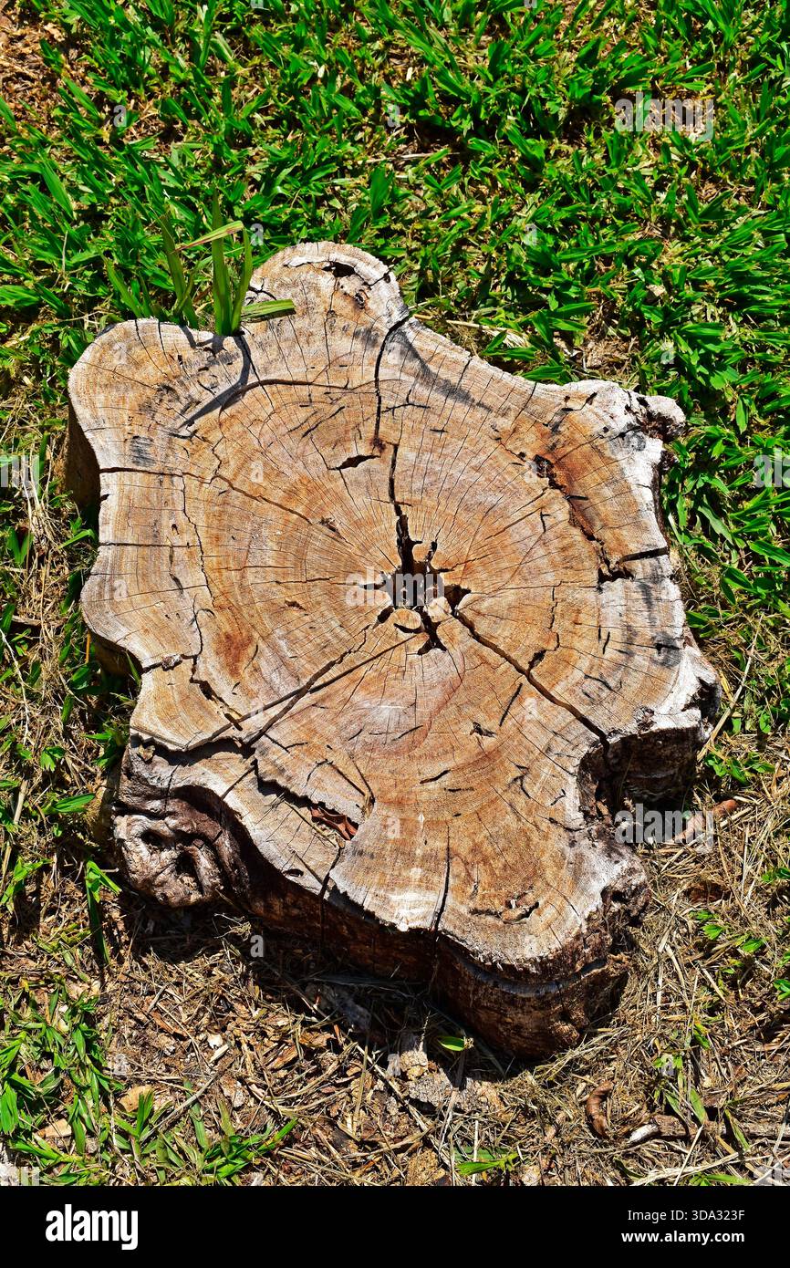 Tagliare il tronco dell'albero sull'erba, Ribeirao Preto, San Paolo, Brasile Foto Stock