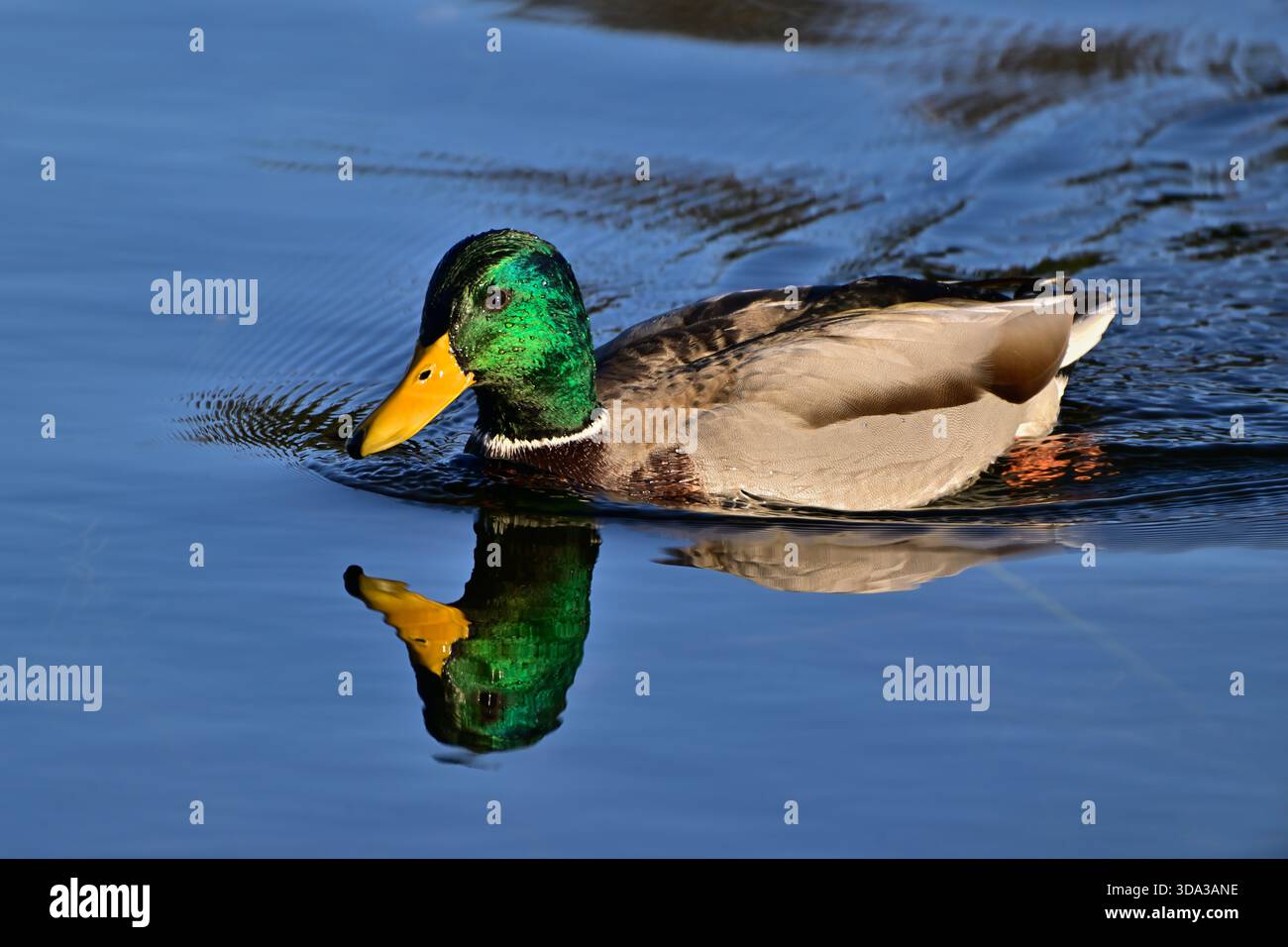 Un maschio adulto Mallard Duck "Anas platyrhynchos", che nuota nelle acque calme di un laghetto di castoro isolato nella campagna Alberta Canada. Foto Stock