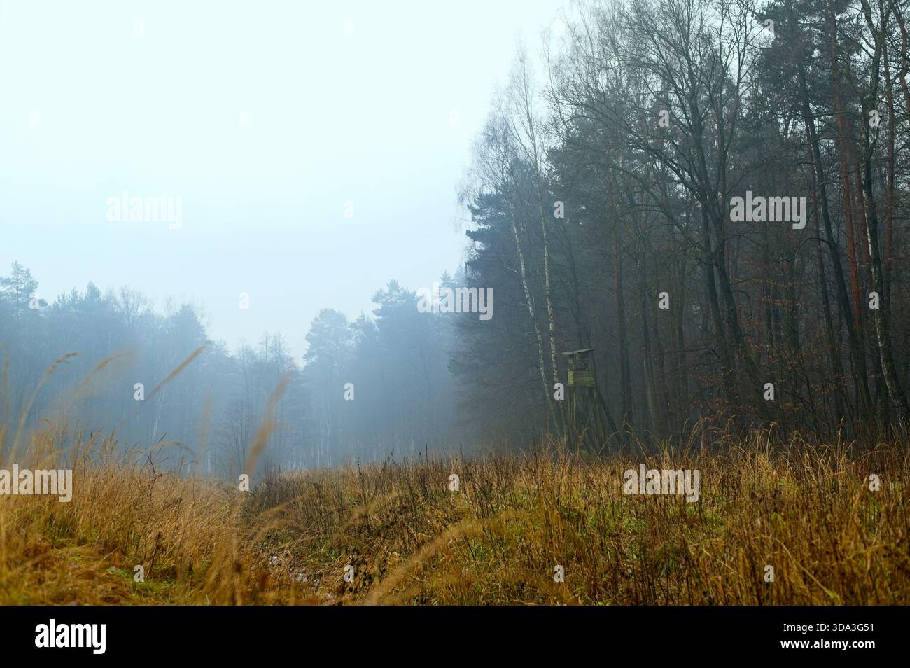 Misty Forest Hunting Tower. Un paesaggio di foresta nebbiosa con una torre di caccia ai margini della foresta. Calmo paesaggio autunnale con erba alta, morbida nebbia e tranquillità Foto Stock
