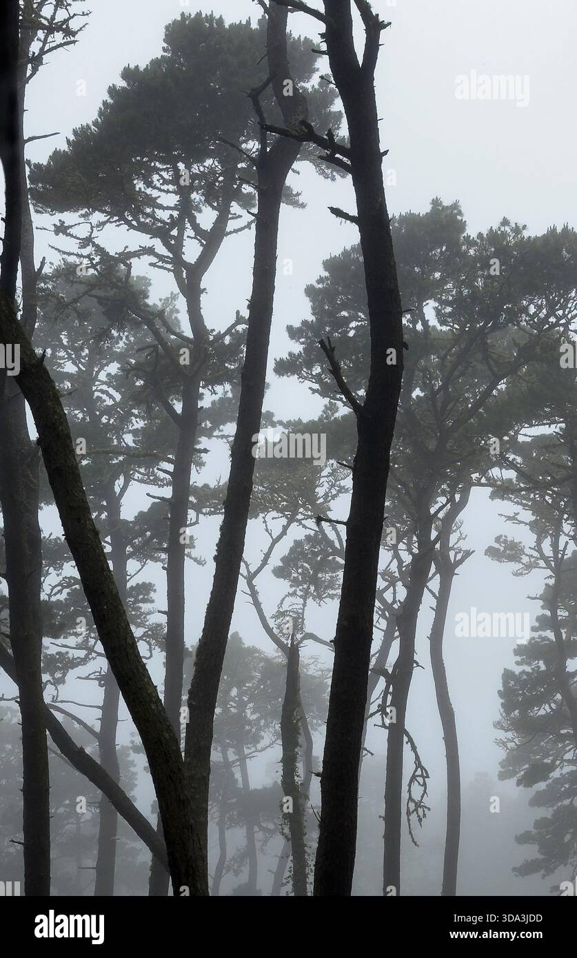 Foresta di pini di Monterey nella nebbia - Pacific Grove, California Foto Stock