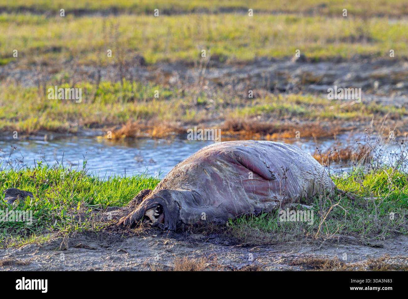 Carcassa di foca marcio per Dood doet Leven, progetto di Zeeuwse Landschap che colloca carcasse di animali morti per mantenere la biodiversità, Zelanda, Paesi Bassi Foto Stock