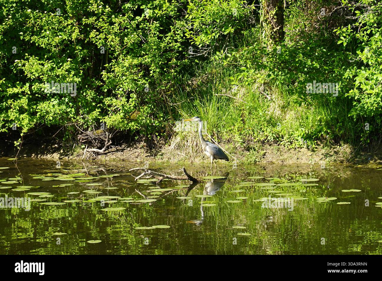 Un airone grigio in primavera in un lago con ninfee e bei riflessi Foto Stock