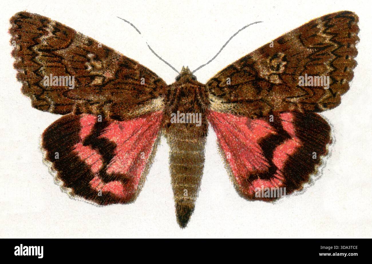 Dark Cremson Underwing Catocala sponsa, (, 1936), Großes Eichenkarmin Foto Stock