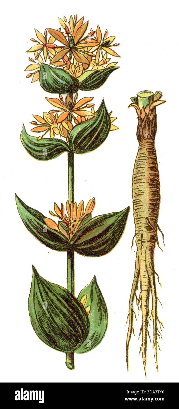 Gentiana lutea gialla, (, ), Gelber Enzian Foto Stock