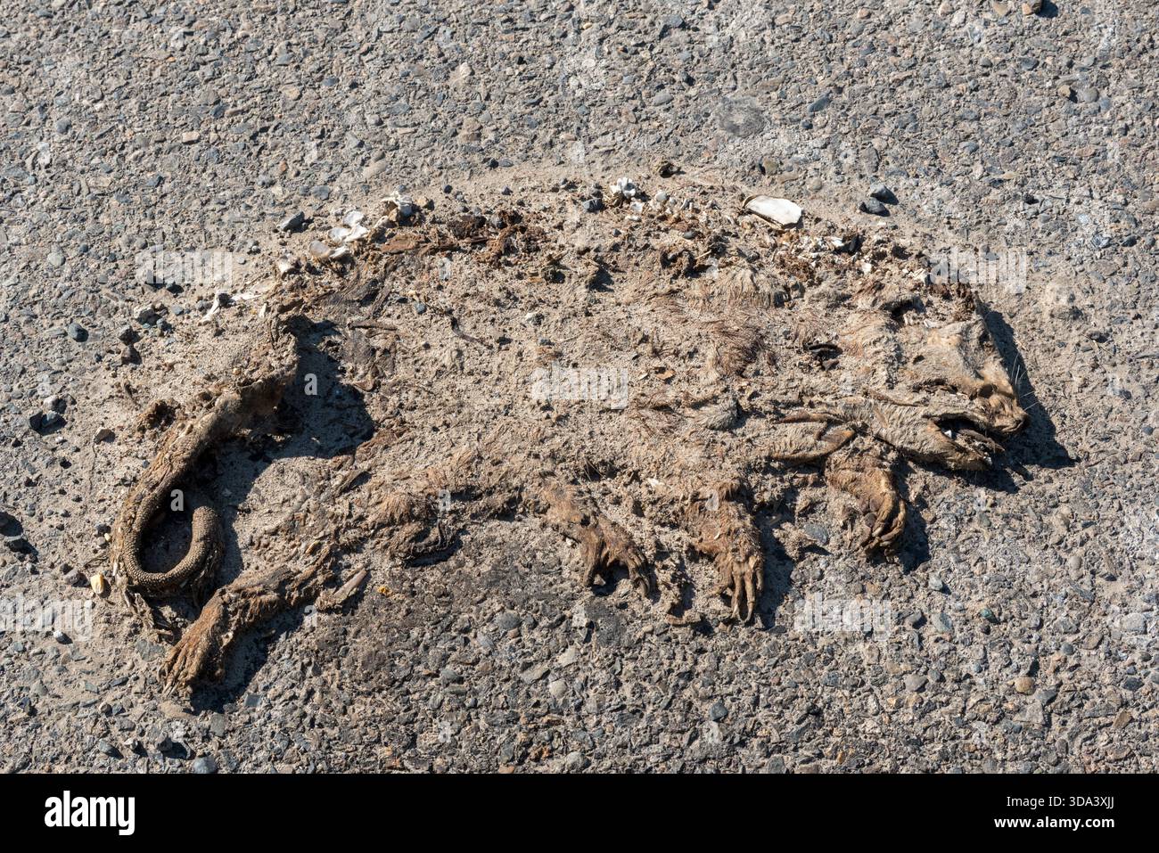 Opossum morto sul lato di un'autostrada nella San Joaquin Valley, Californina, USA. Foto Stock