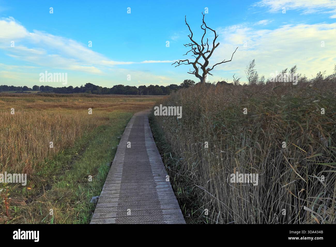 Sentiero lungo la passerella accanto all'albero morto tra le canne di Snape Marshes sulla passeggiata tra Snape Maltings e Iken, Suffolk, Inghilterra, Regno Unito Foto Stock