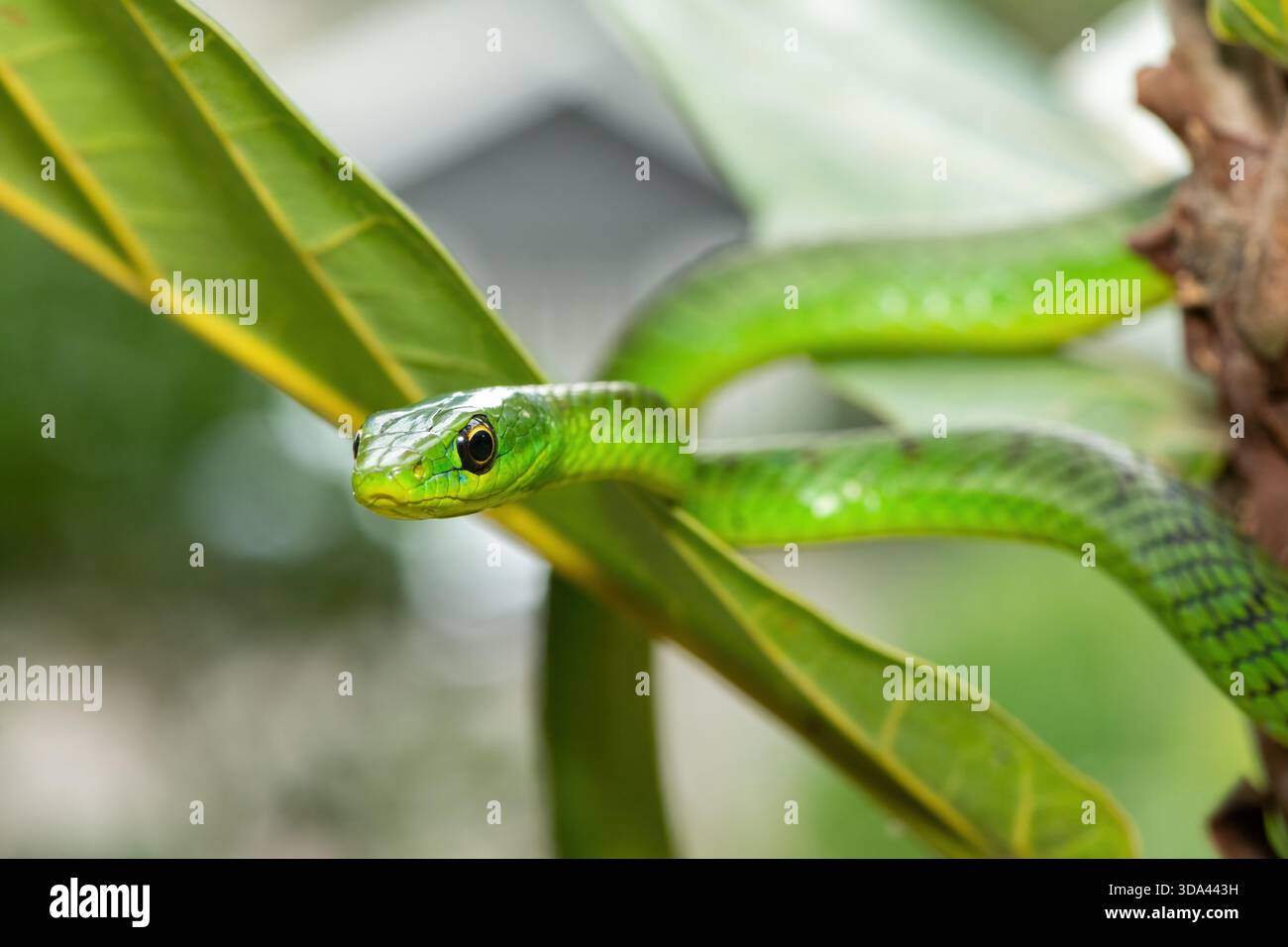 Primo piano di un grazioso serpente verde del Natal orientale (Philothamnus natalensis) in un piccolo albero. Un serpente endemico dell'Africa meridionale non velenoso Foto Stock