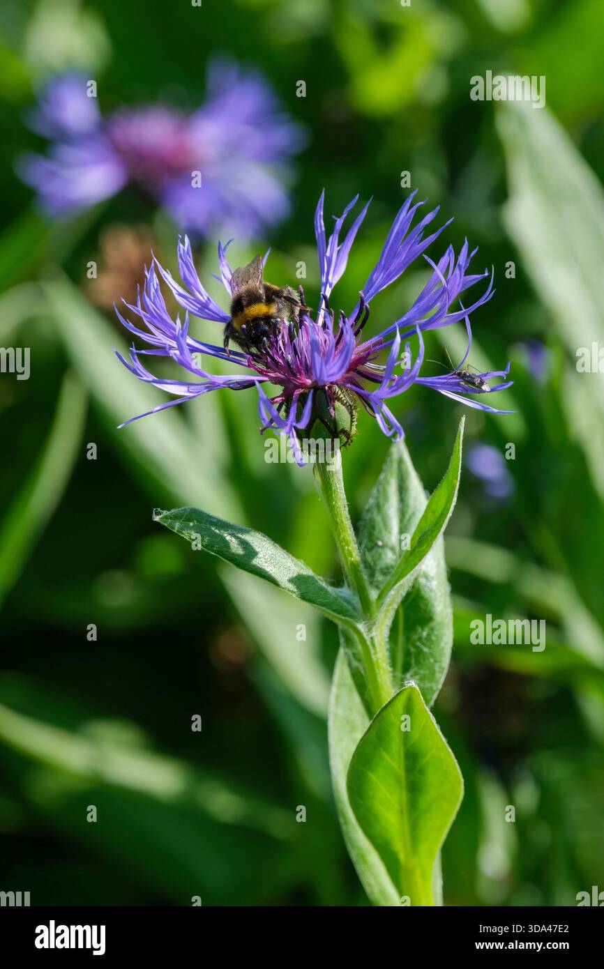 Centaurea montana, fiordaliso perenne, bumblebee che si nutrono di teste di fiori blu a tarda primavera Foto Stock