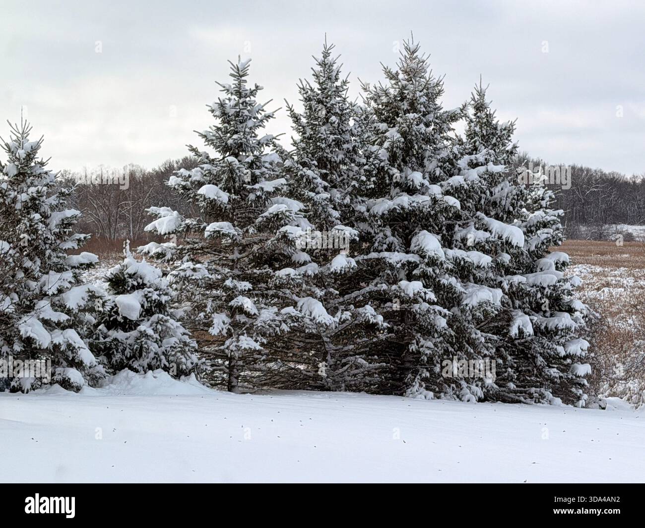 Sette alberi sempreverdi ricoperti di neve, di fronte alle zone umide, in un giorno di dicembre a Trevor, Wisconsin, Stati Uniti - Immagine stock catturata con smartphone