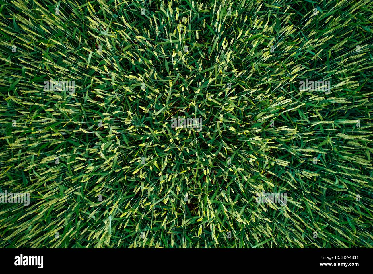 Erba verde e lussureggiante in primavera da una vista dall'alto. Ideale per la natura, il giardinaggio o contenuti all'aperto come agricoltura, biodiversità e orticoltura Foto Stock