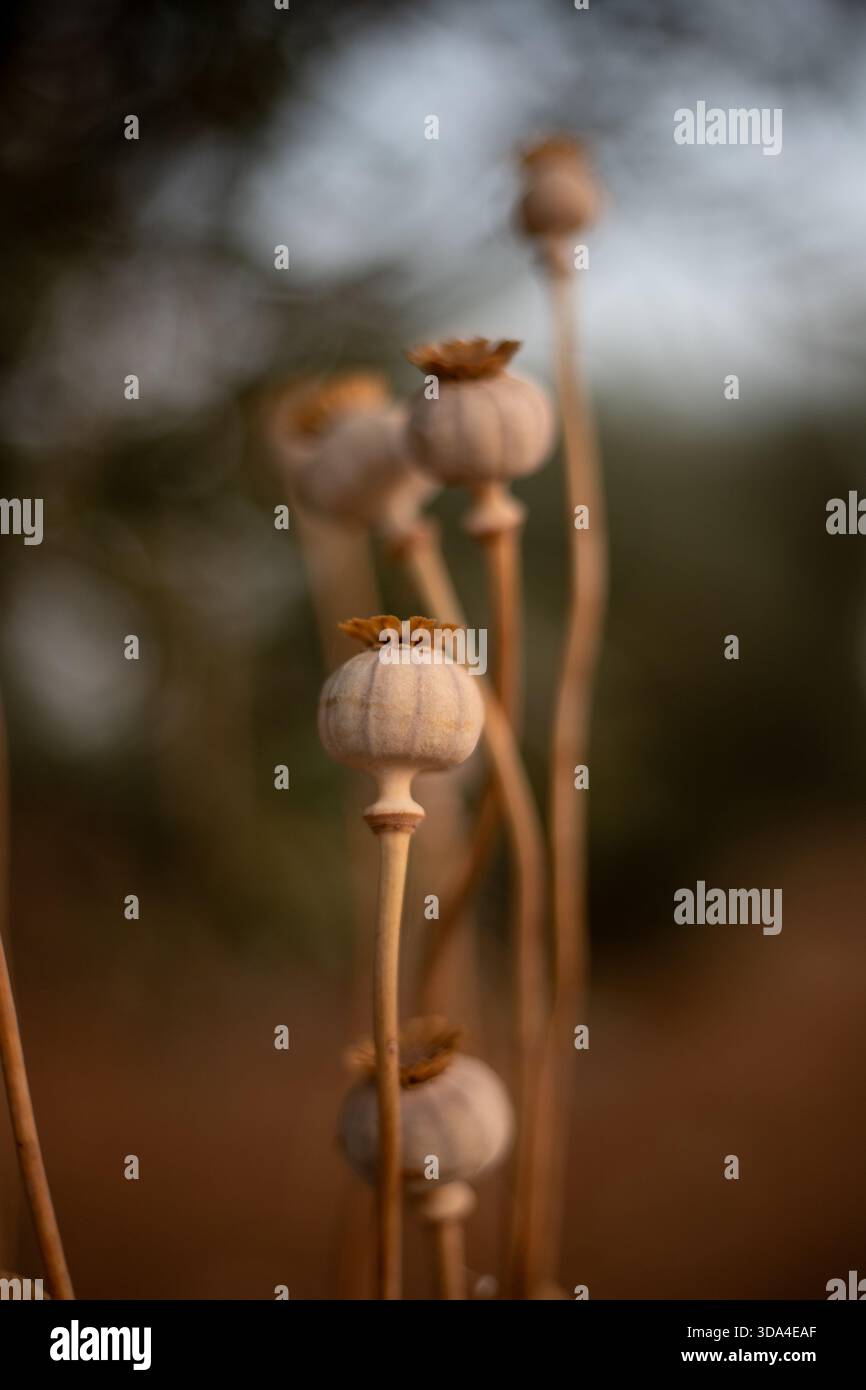 Le teste di semi di papavero essiccati rimangono sui loro steli, mostrando il ciclo di vita della natura Foto Stock