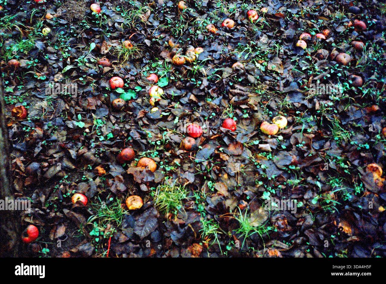 Ripresa analogica di un prato invernale bagnato sotto un albero, disseminato di mele troppo mature cadute e foglie pesanti, creando una scena stagionale dalla texture naturale. Foto Stock