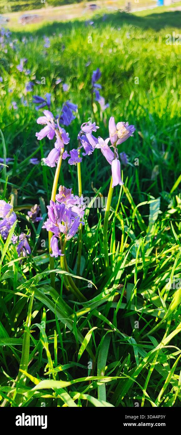 Vista dettagliata dei delicati campanili annidati nell'erba verde della campagna scozzese Foto Stock