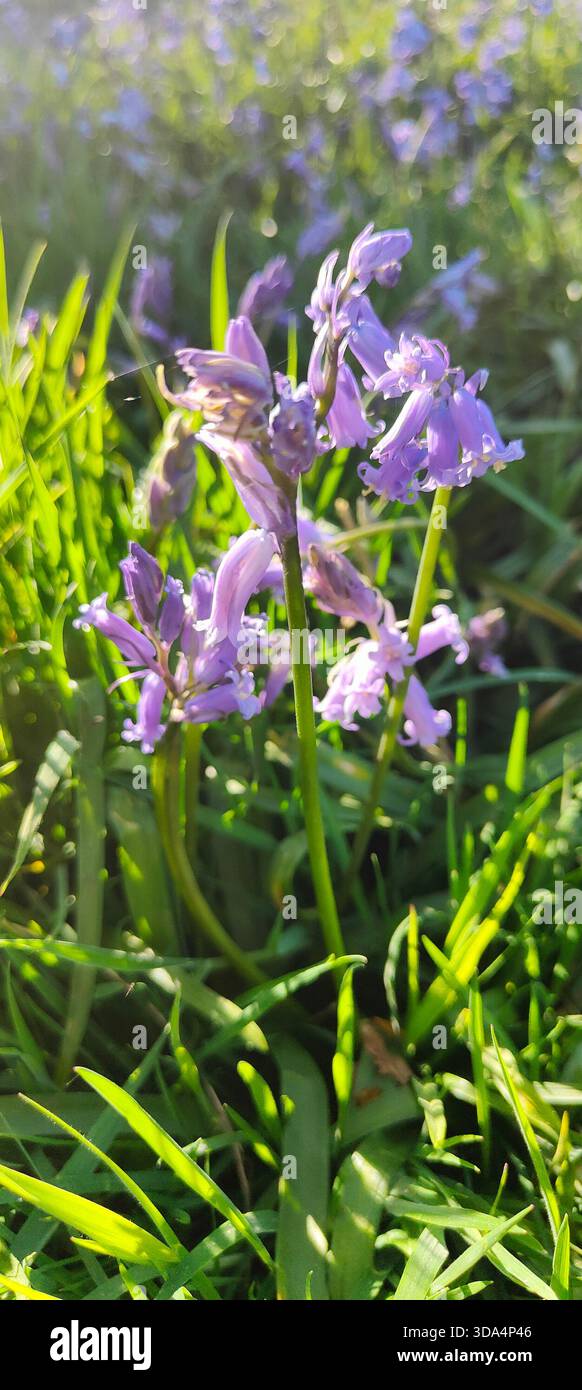 Vista dettagliata dei delicati campanili annidati nell'erba verde della campagna scozzese Foto Stock