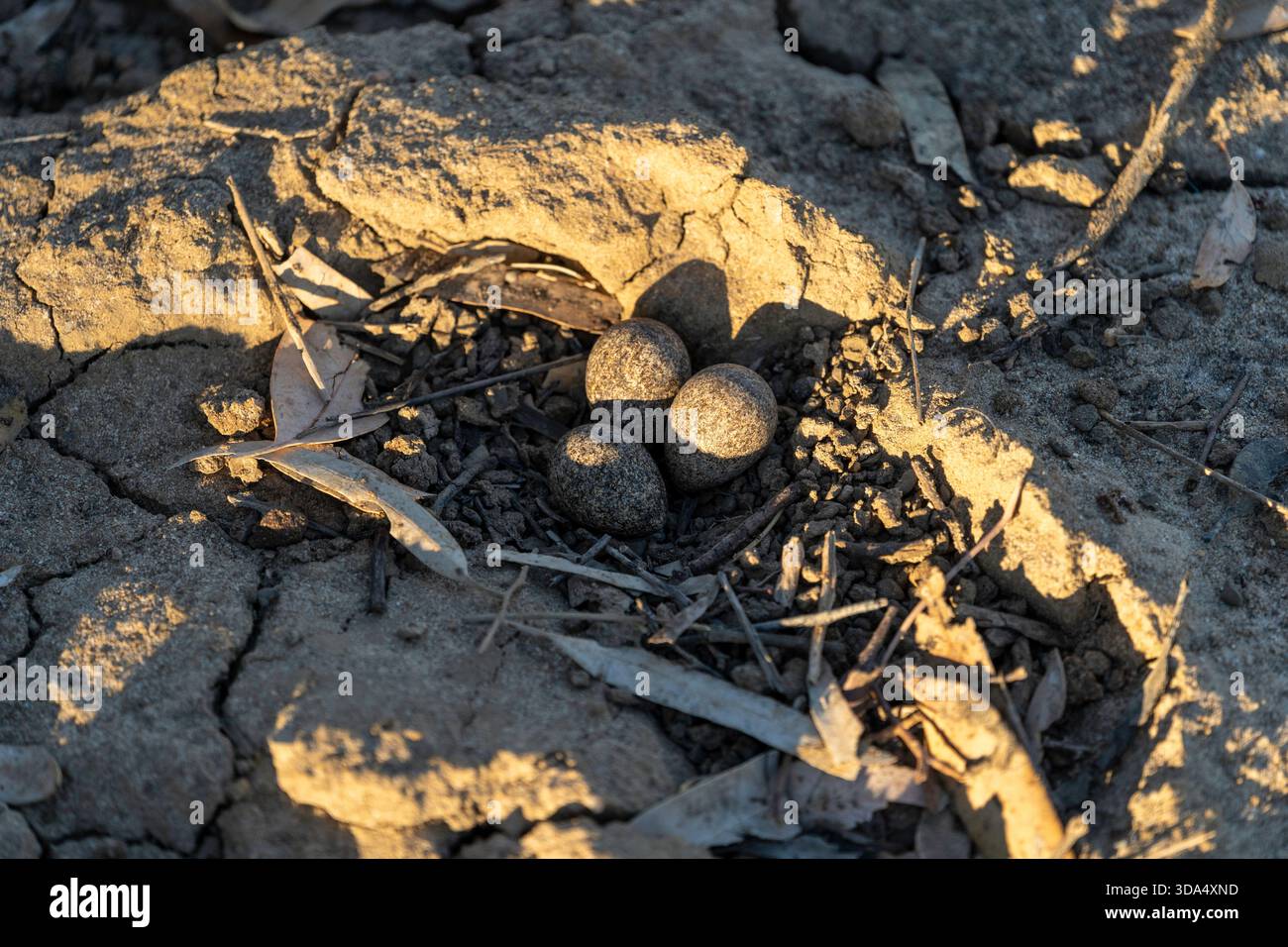 Tre uova di Dotterel dalla parte nera (Elseyornis melanops) deposte nel nido sul bordo della pozza d'acqua, Coopers Creek, Queensland occidentale Foto Stock