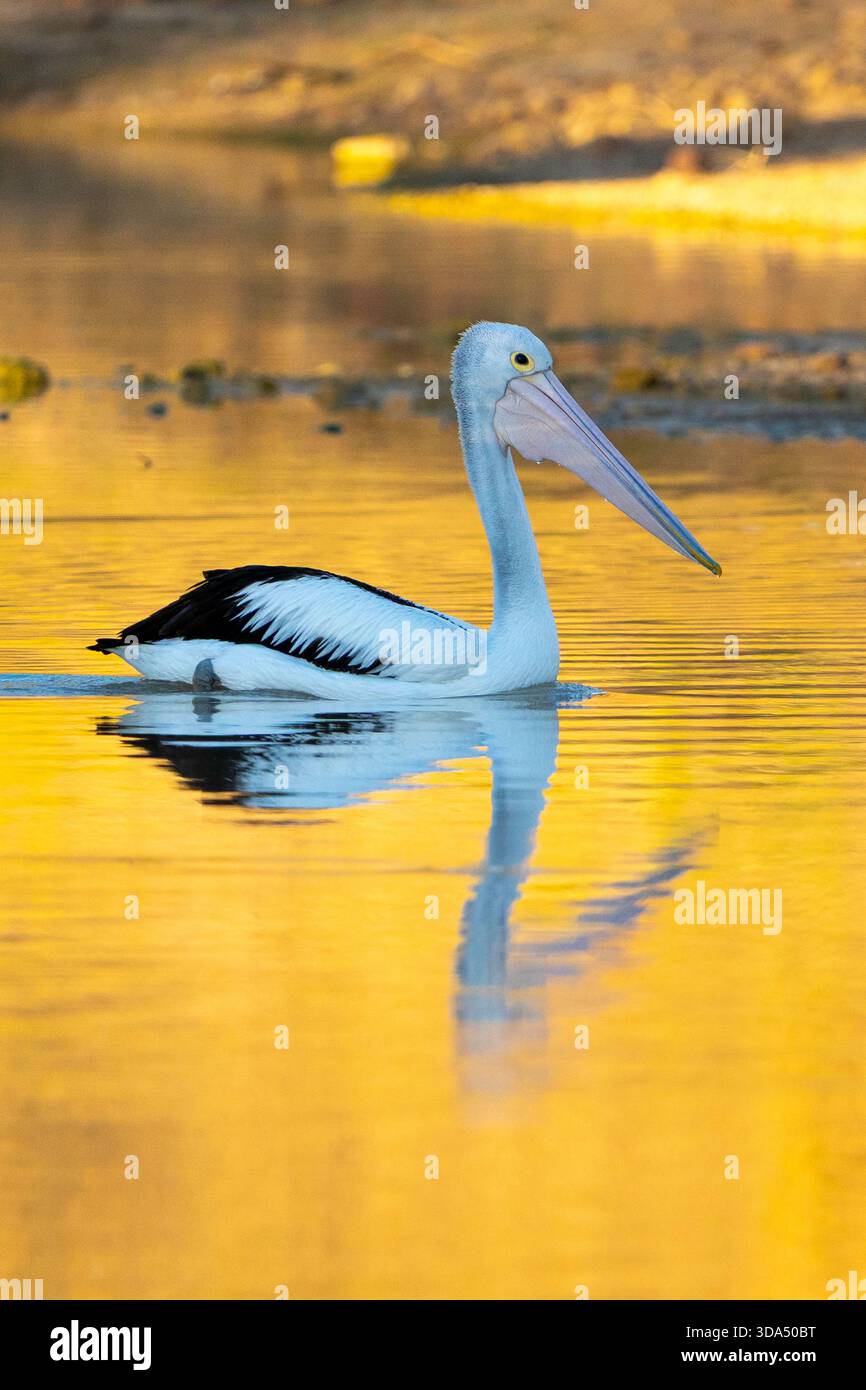 Il pellicano australiano (Pelecanus conspicillatus) si sposta alla luce dorata del mattino. Coopers Creek, Queensland occidentale, Australia Foto Stock