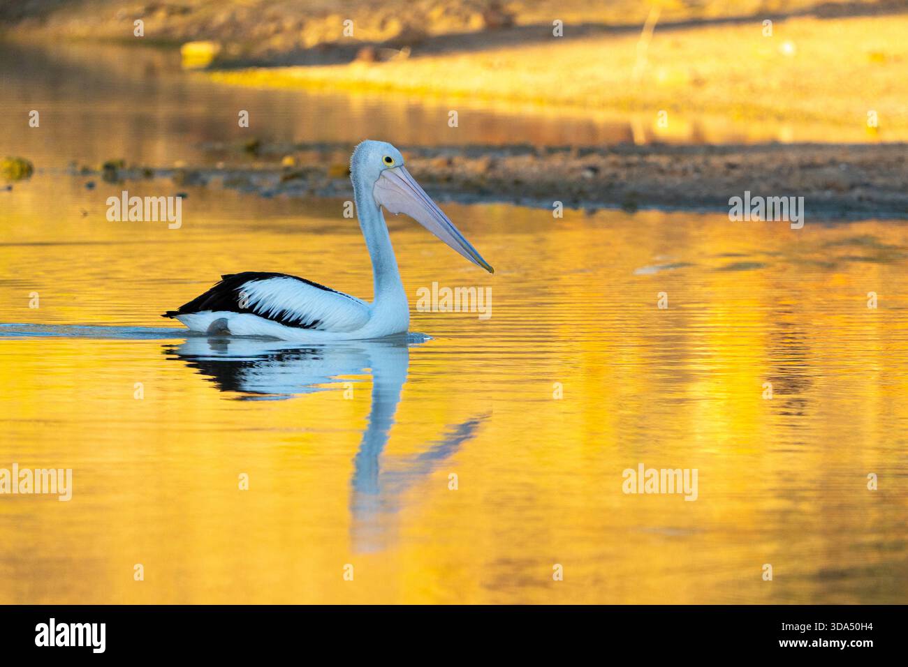 Il pellicano australiano (Pelecanus conspicillatus) si sposta alla luce dorata del mattino. Coopers Creek, Queensland occidentale, Australia Foto Stock