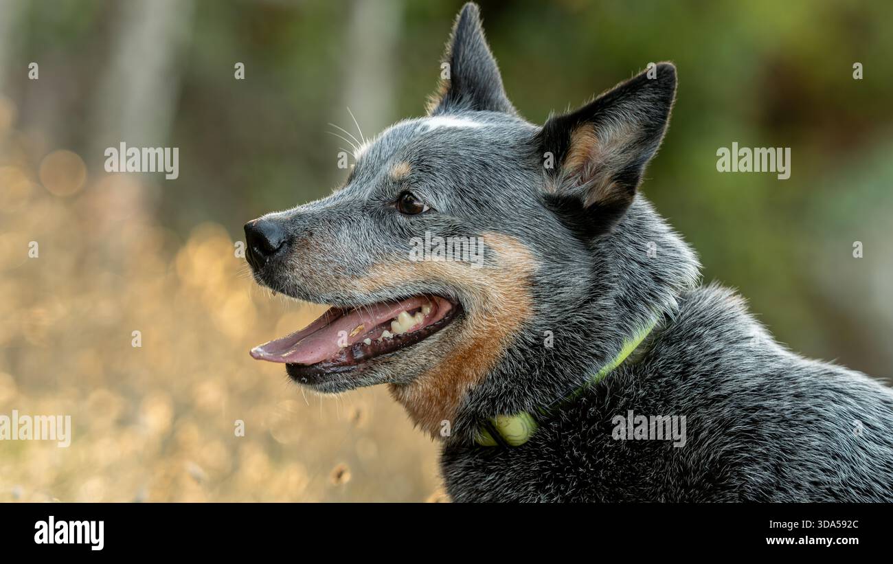 Australian Cattle Dog visualizza l'espressione felice con la bocca aperta nella vista del profilo. Foto Stock