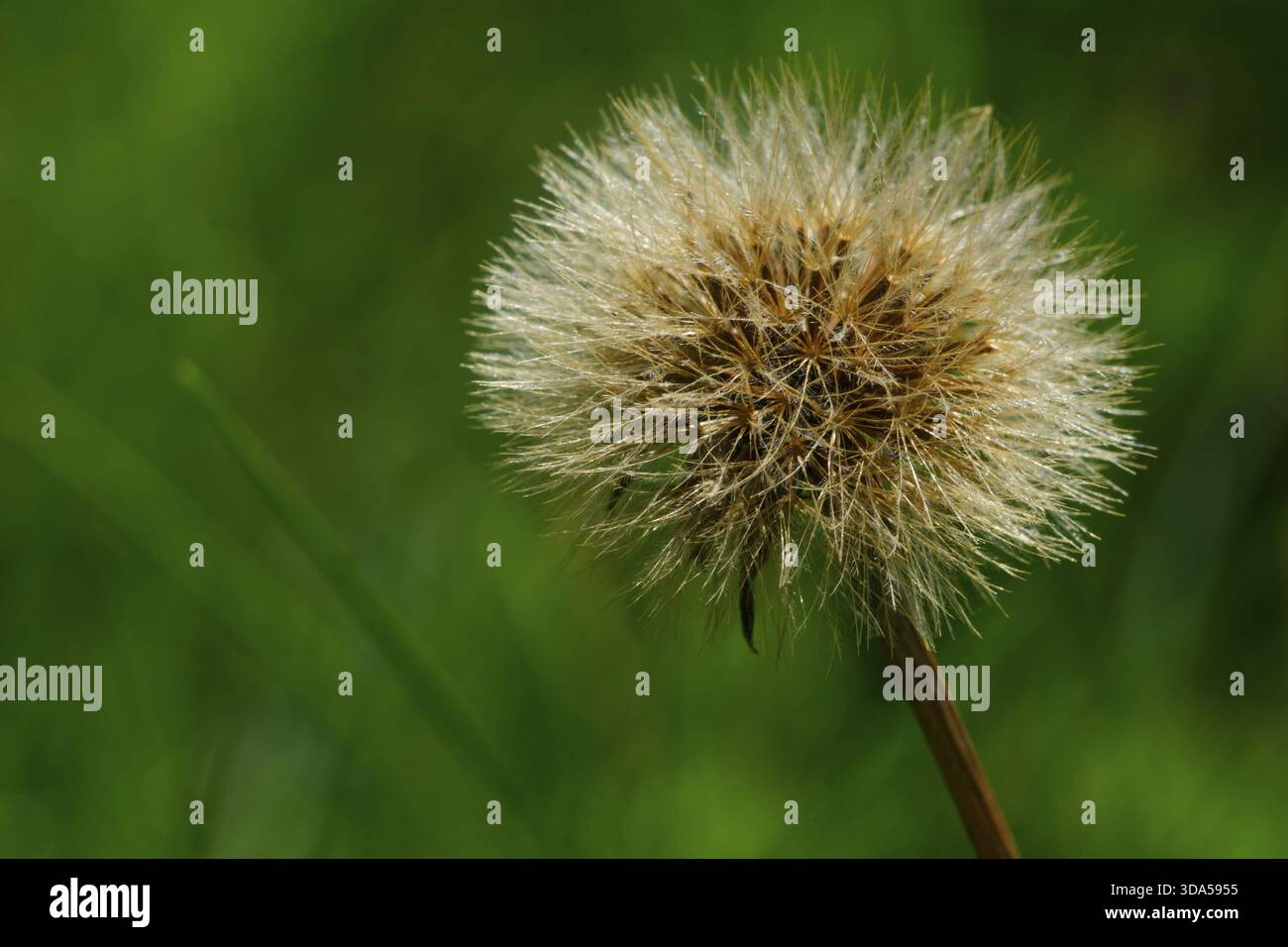 Bel dente di leone grigio sbiadito su sfondo verde sfocato Foto Stock
