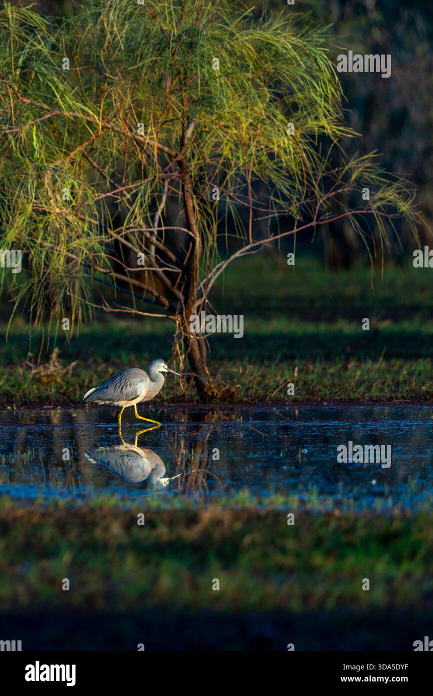 Heron di fronte bianco (Egretta novaehollandiae) che attraversa le zone umide, il lago Dunn nel Queensland occidentale Foto Stock