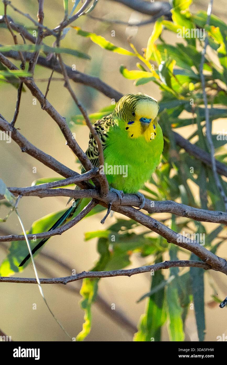 Green Budgerigar (Melopsittacus undulatus) ben comouflated mentre era arroccato nel fogliame, nel lago Dunn, nel Queensland occidentale Foto Stock