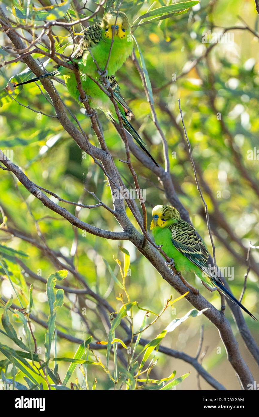 Green Budgerigar (Melopsittacus undulatus) ben comouflated mentre era arroccato nel fogliame, nel lago Dunn, nel Queensland occidentale Foto Stock