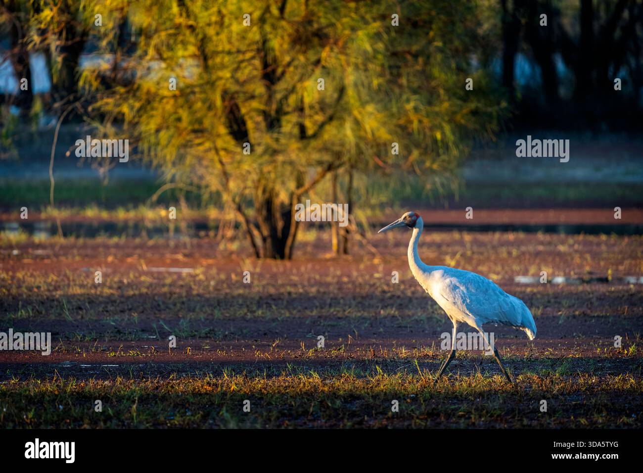 Singola Brolga (antigone rubicunda) che cammina attraverso la zona umida, il lago Dunn, Queensland occidentale Australia Foto Stock
