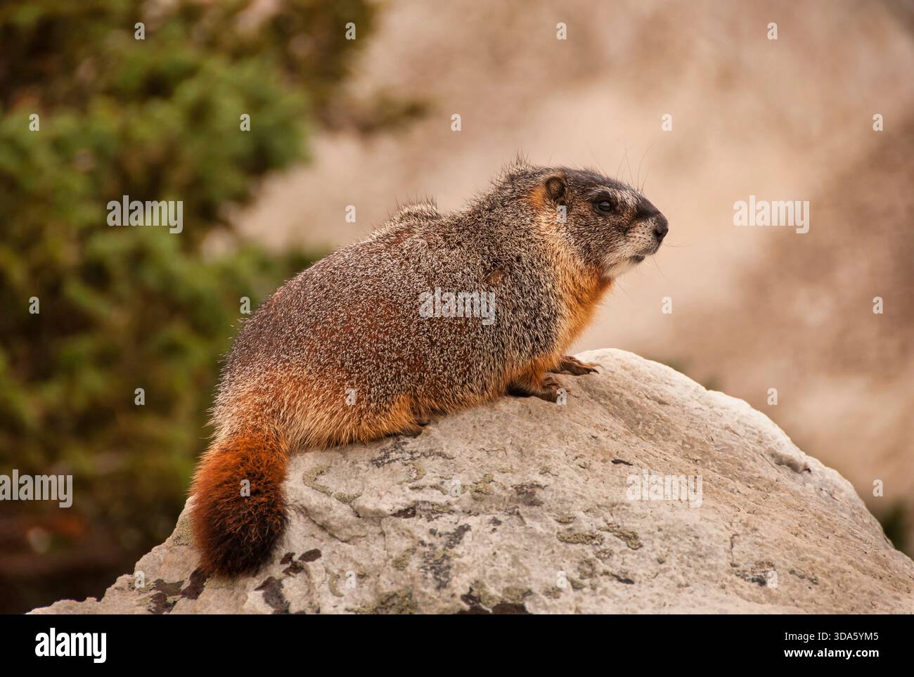 Una marmotta Yellowbelly (Marmota flaviventris) si trova su una roccia per avere una buona vista sulle montagne del Wyoming. Foto Stock