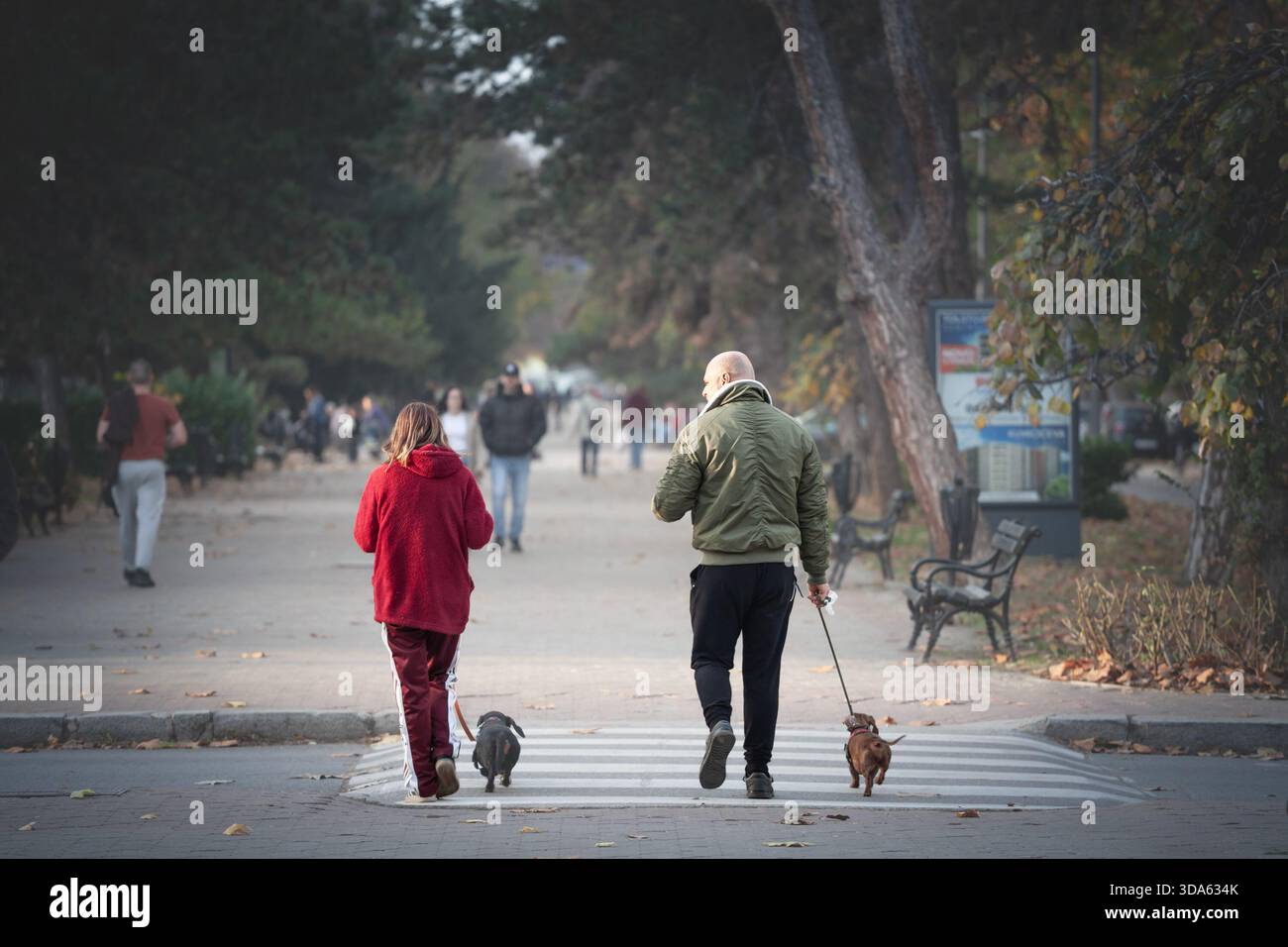 SUBOTICA, SERBIA - 16 NOVEMBRE 2025: Un uomo e una donna più anziani, una coppia camminano due cani di piccola taglia a Subotica da dietro, la coppia cammina in abbigliamento casual, Foto Stock