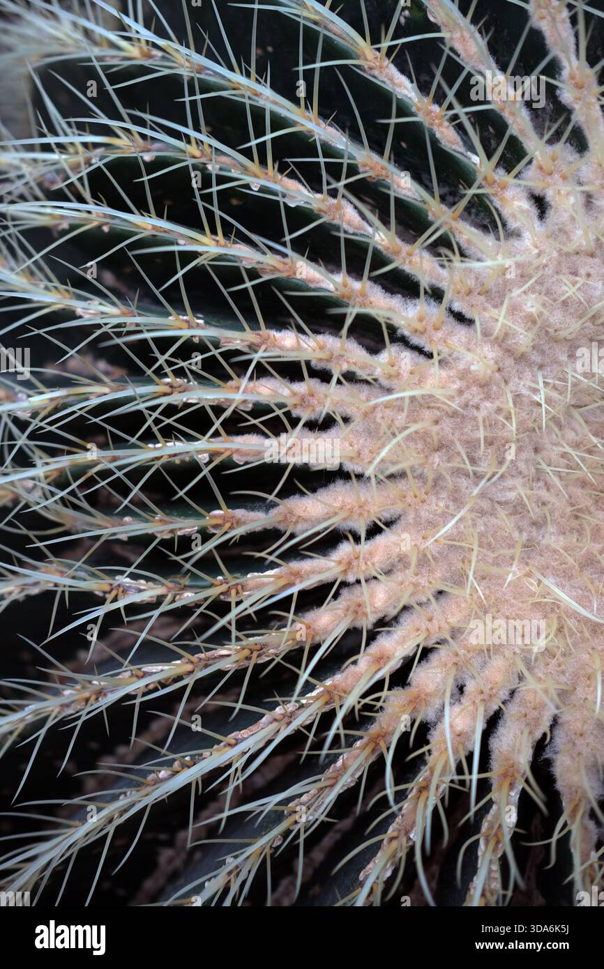 Vista macro delle spine di cactus che irradiano dalle areole, mostrando aghi sottili e dettagli superficiali sfocati, profondità di campo ridotta, illuminazione naturale. Foto Stock