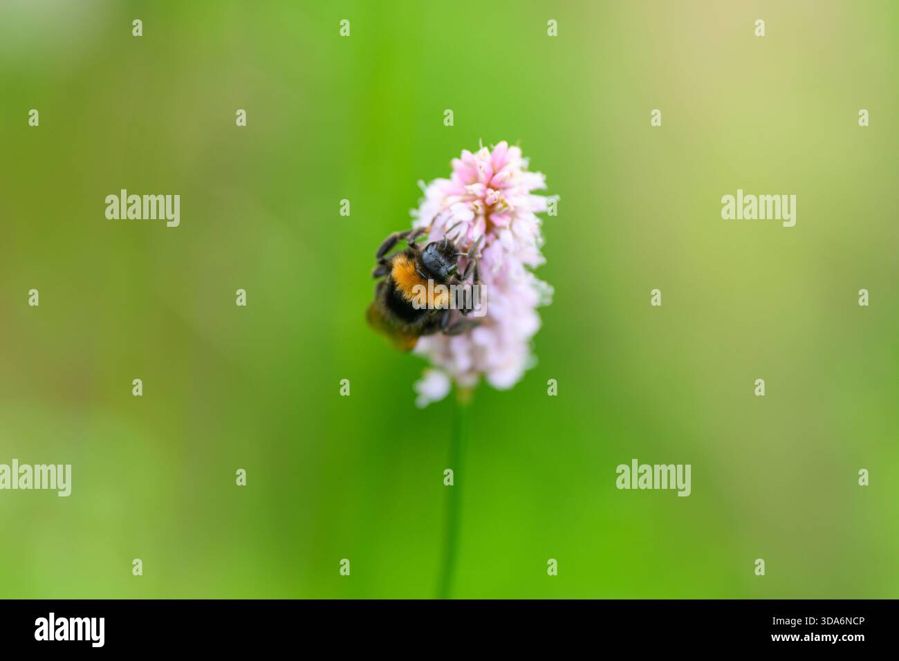 Un primo piano di un bumblebee che lavora su un fiore rosa, evidenziando la bellezza della natura e il processo di impollinazione Foto Stock