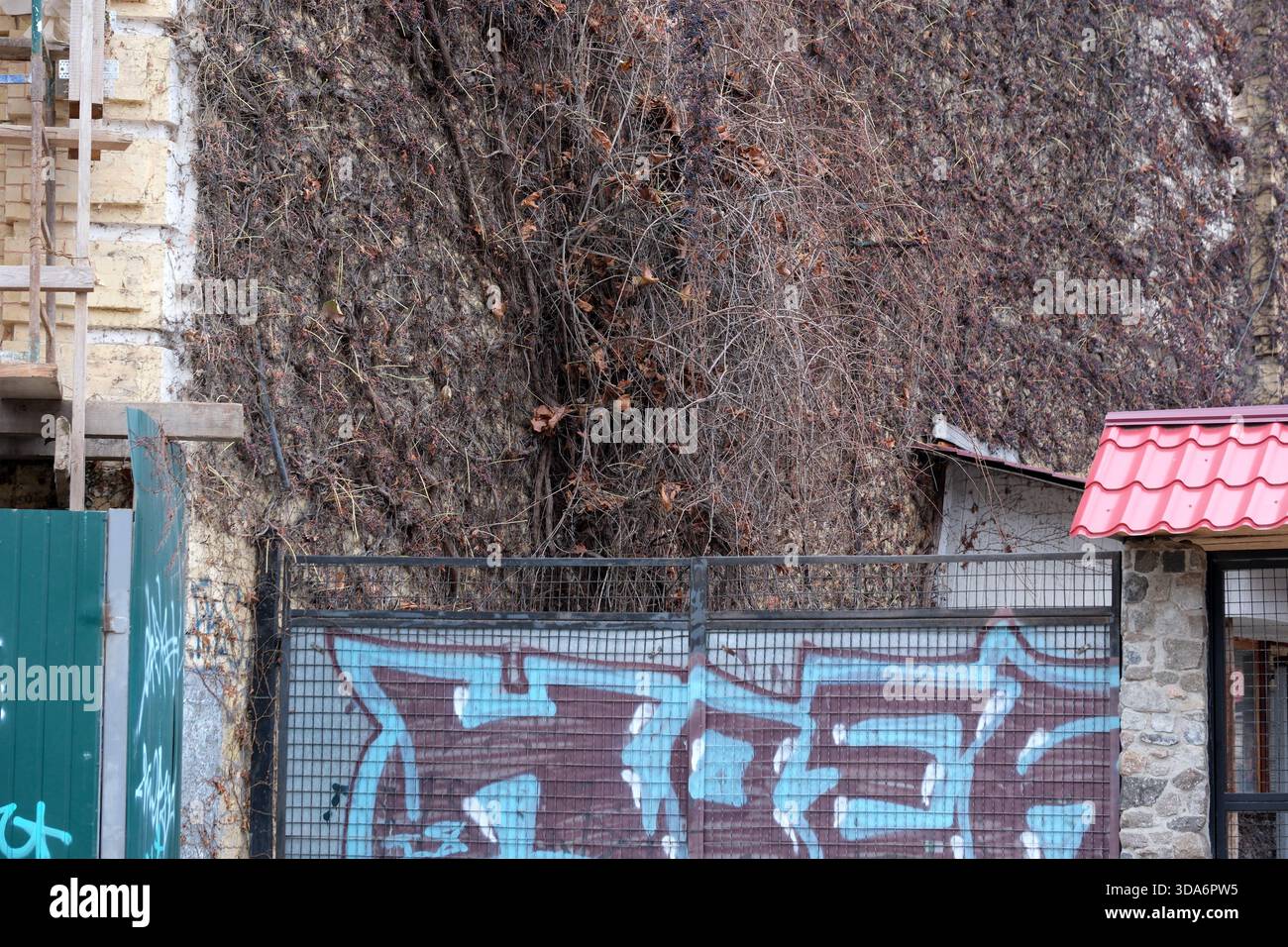 Graffiti colorati decorano una recinzione, intrecciata con viti selvatiche in un ambiente urbano. Andreevsky Uzviz, Kiev, Ucraina. 8 dicembre 2025. Foto Stock