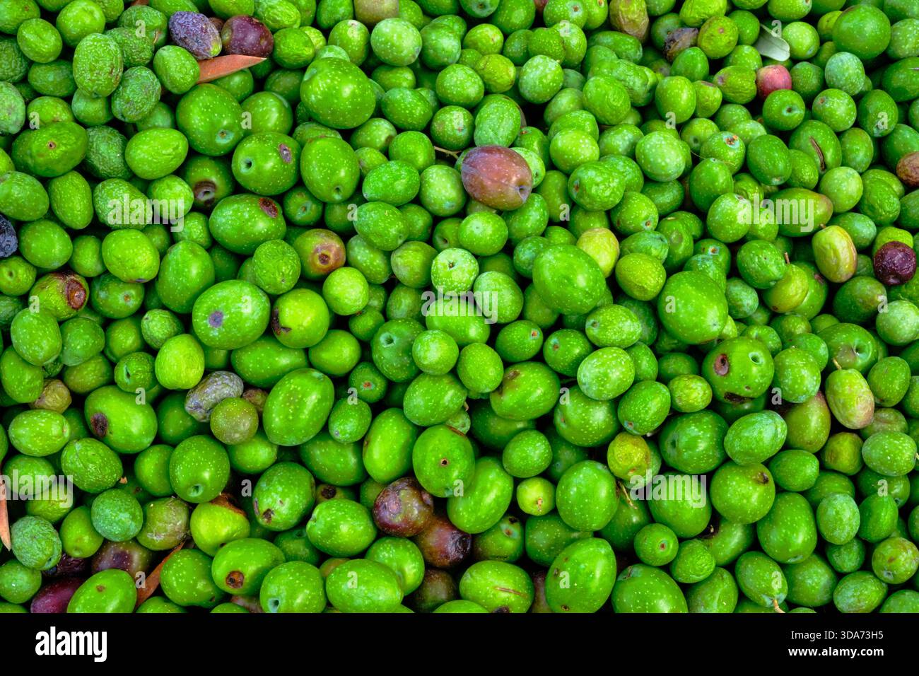 Grecia, Tessaglia, penisola del Pilio, raccolta delle olive Foto Stock