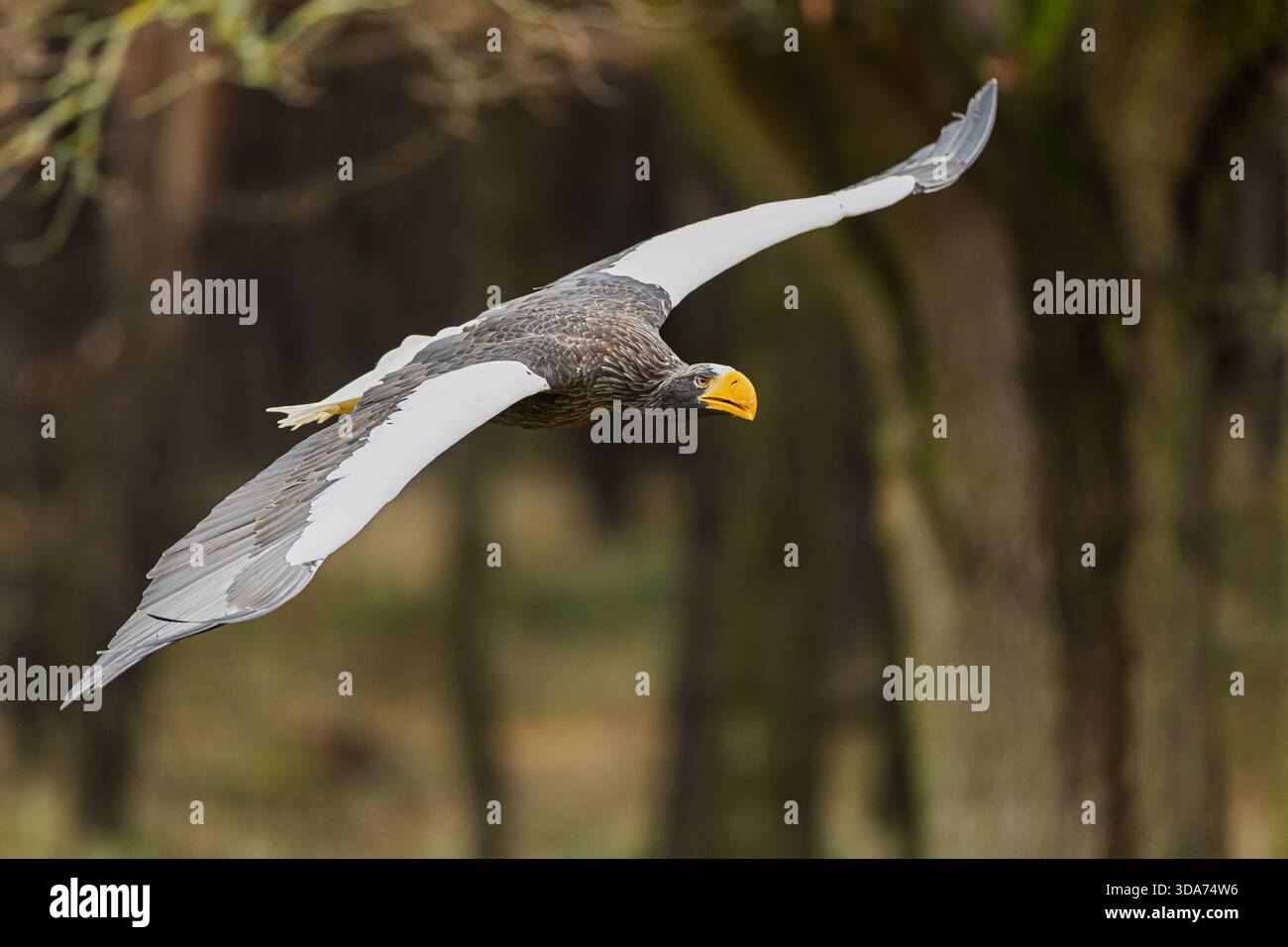 Stellers Sea Eagle (Haliaeetus pelagicus) scivola in basso in una graziosa curva tra gli alberi della foresta con le sue ampie ali completamente sparse. Foto Stock