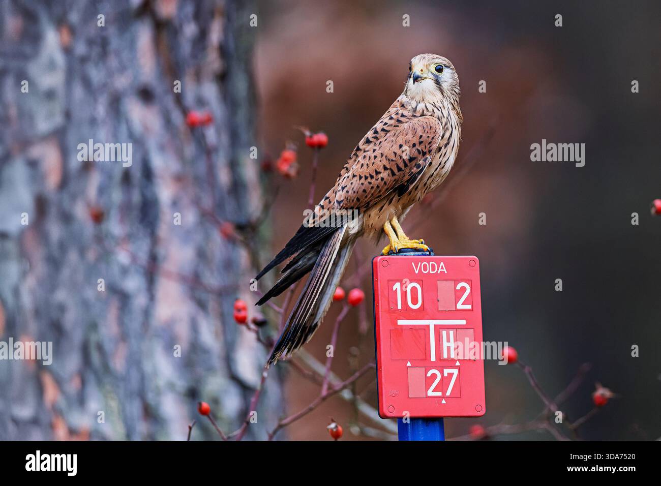 Kestrel comune (Falco tinnunculus) appollaiato su un segno d'acqua rosso con fianchi di rosa e tronco di albero sullo sfondo. Foto Stock