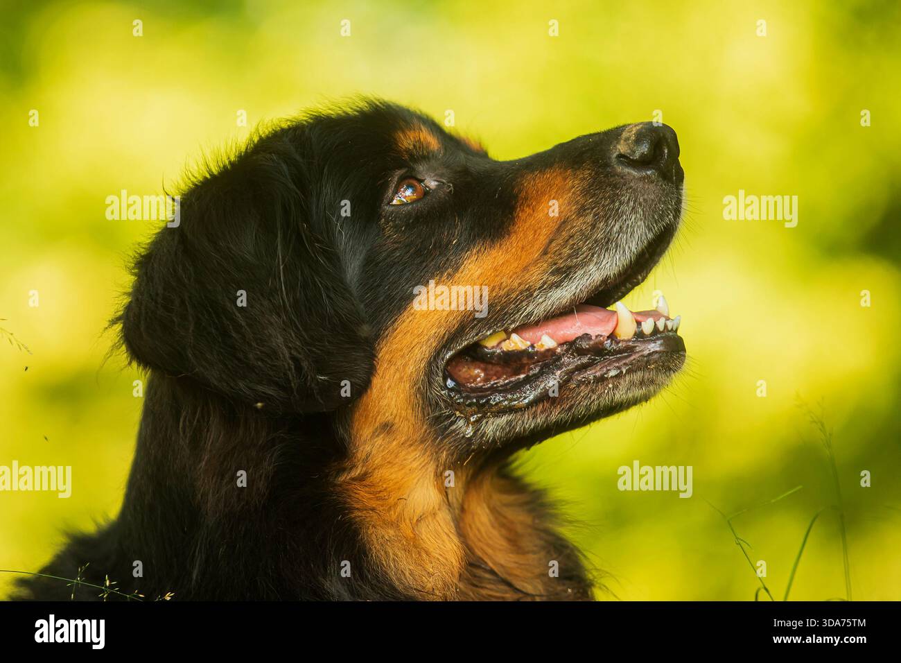 Nero e oro Hovie, cane hovawart bellissimo ritratto dal profilo ravvicinato Foto Stock